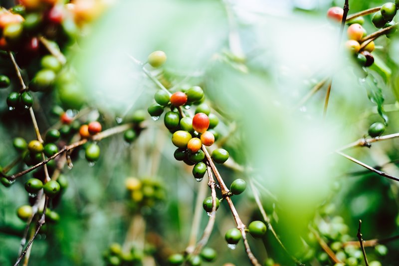 how to be a barista; green coffee